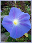  Ipomoea