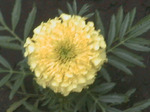  CaLendula1