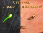  Svetljchok