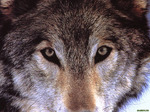  canislupusvita