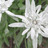 edelweiss1315