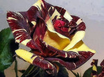  Jujuta